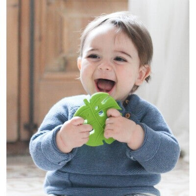 Feuille de dentition